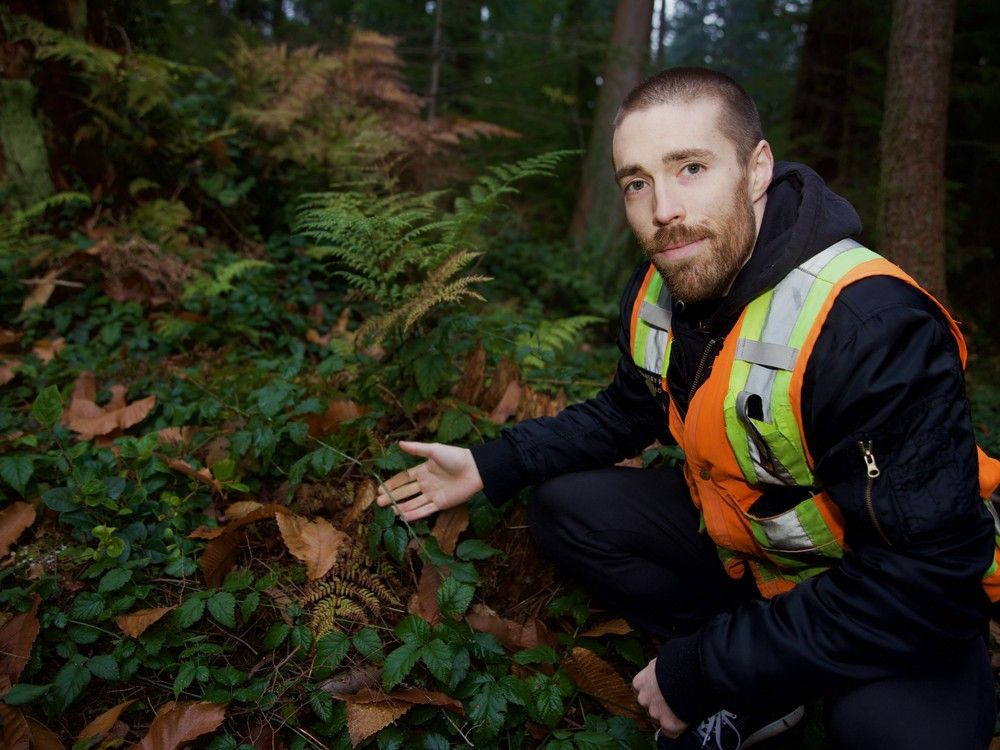 Volunteers key on second front of Stanley Park's recovery from looper moths