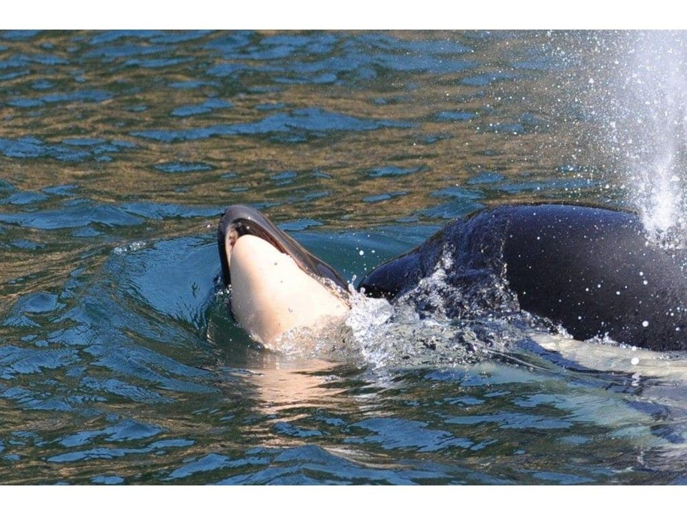 Heartbreak for Tahlequah: Famous orca mom loses another calf