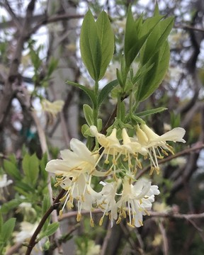 honeysuckle