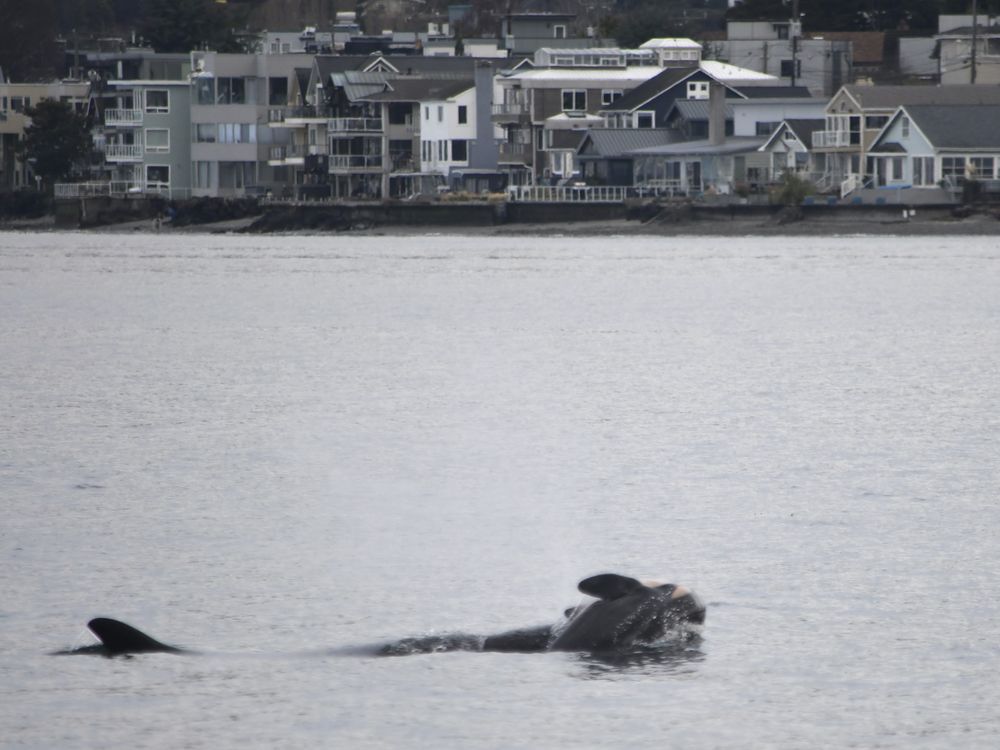 ’She has lost someone dear’: Researcher hopes famous orca's grief spurs rethink about animals' capacity for love