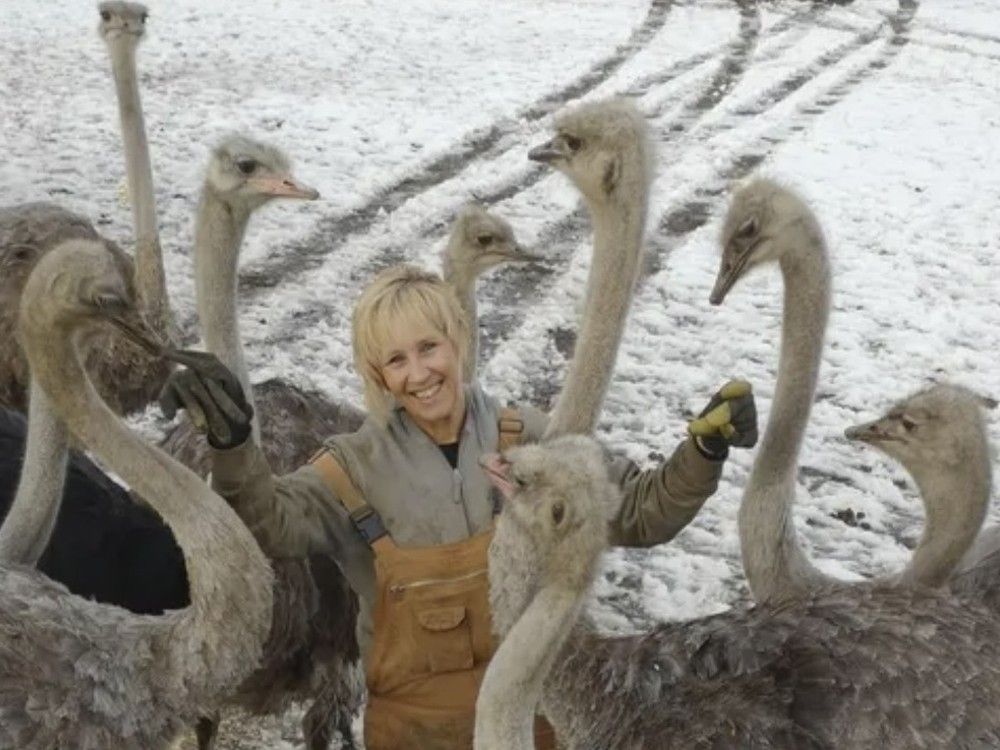  Karen Espersen, owner of Universal Ostrich Farm, shown with some of the 400 ostriches she owns.