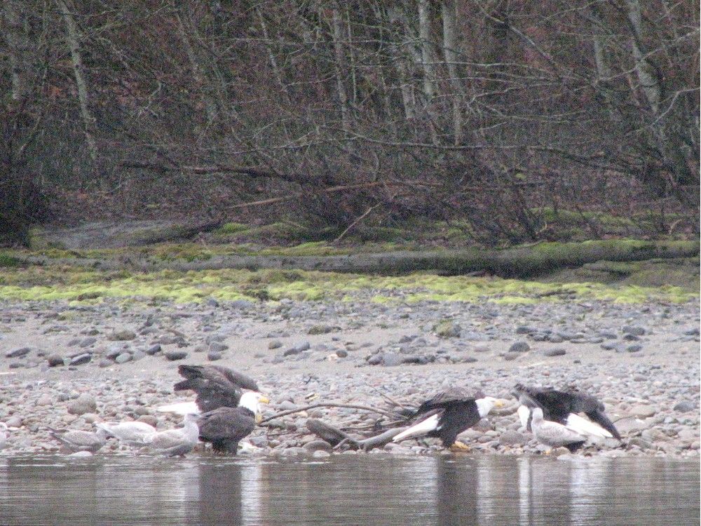 Eagle count shows encouraging increase in Squamish area