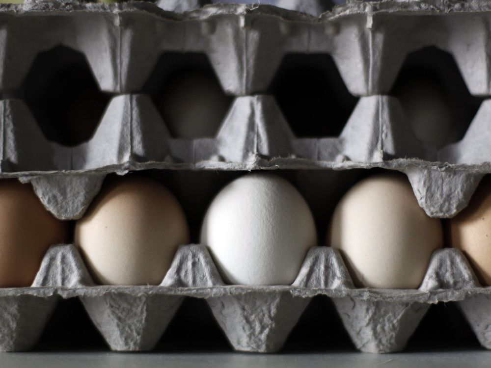 Check your eggs: Recall issued over salmonella concerns in B.C., other provinces