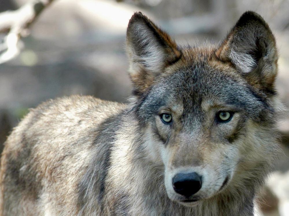 Operation underway to capture B.C. wolves for relocation in Colorado