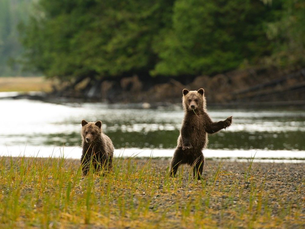 A file photograph of grizzly cubs of the Great Bear Rainforest. A grizzly bear attacked a group of elementary students on a trail near Highway 20 in Bella Coola, leaving several students injured, some seriously.