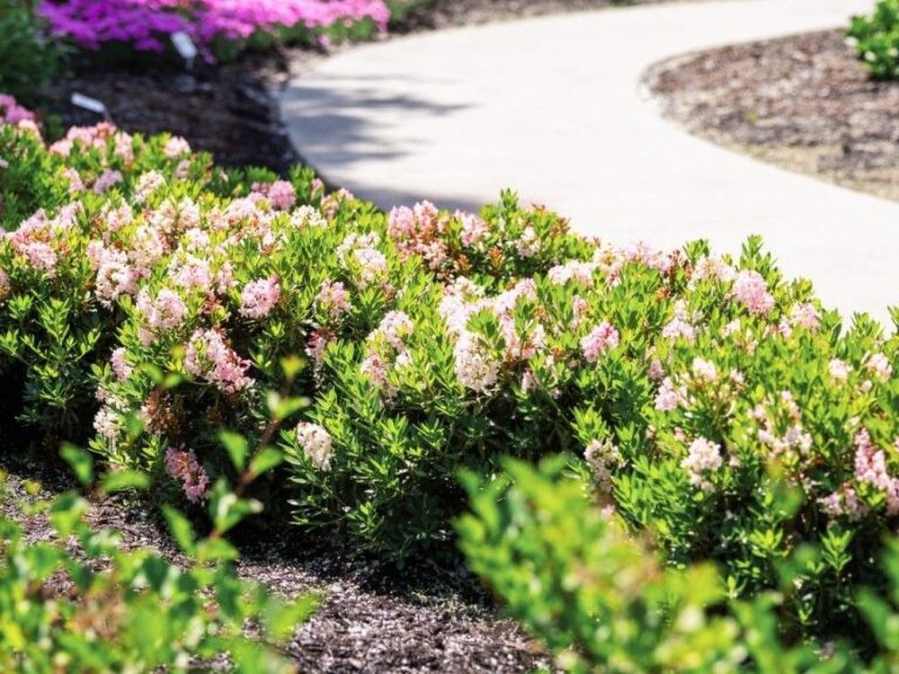 These exciting new plants are great multitaskers in the garden