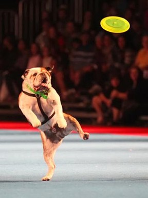 0521 pne superdogs