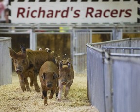 0521 pne pigs