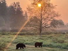 family fun minnekhada