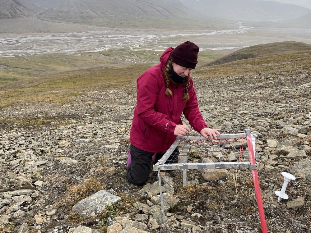 UBC scientists collect plant samples in the Arctic for climate change study. UBC scientists collect plant samples in the Arctic for climate change study.