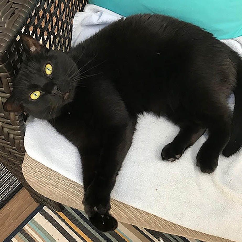 Aster is one of three bonded pets up for adoption by My Grandfather’s Cat. Aster is one of three bonded pets up for adoption by My Grandfather’s Cat.