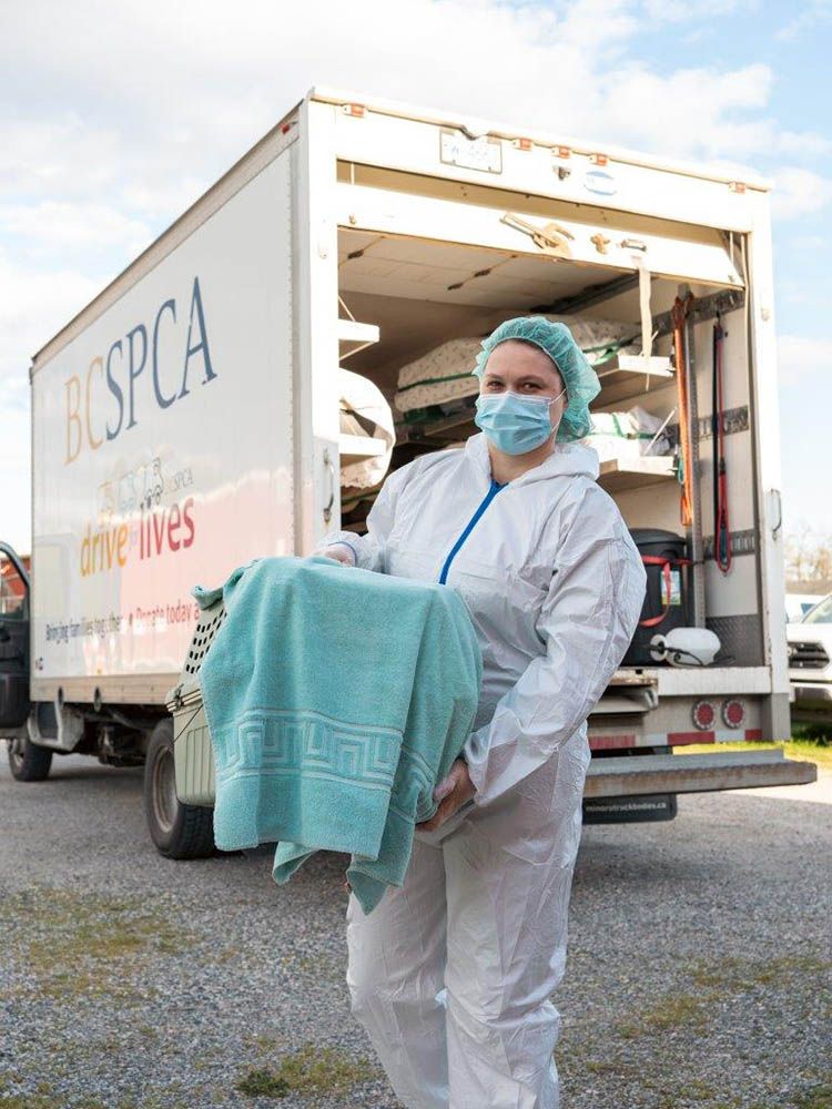 The Drive for Lives program of the B.C. SPCA provides transport for pets to areas where they are most likely to be adopted. The Drive for Lives program of the B.C. SPCA provides transport for pets to areas where they are most likely to be adopted.