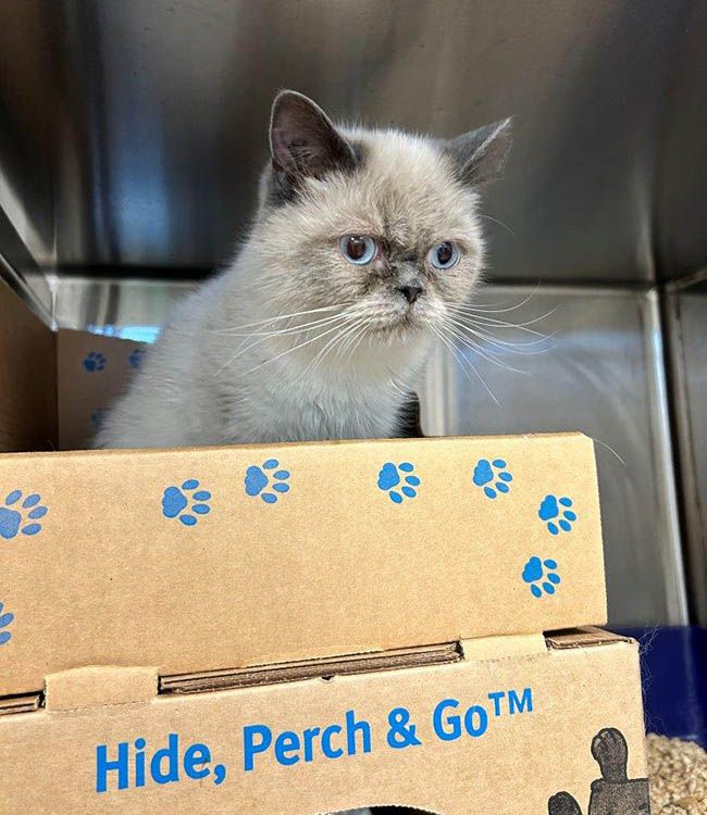 One of the cats in a temporary kennel. One of the cats in a temporary kennel.