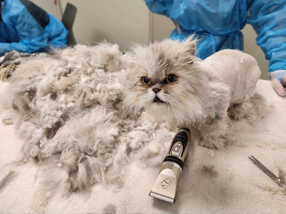 Some of the extremely matted cats got an emergency shave. Some of the extremely matted cats got an emergency shave.