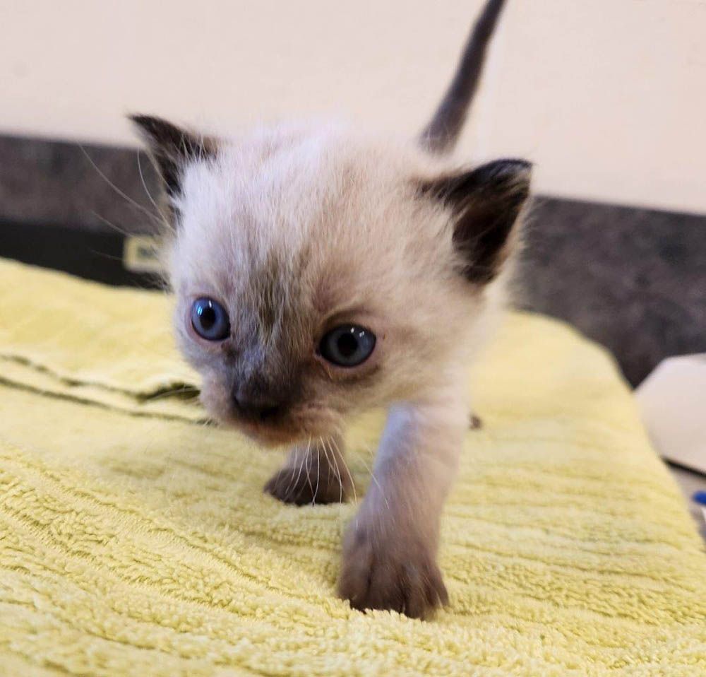 One of the kittens surrendered to the B.C. SPCA centres in Surrey and Kamloops. One of the kittens surrendered to the B.C. SPCA centres in Surrey and Kamloops.