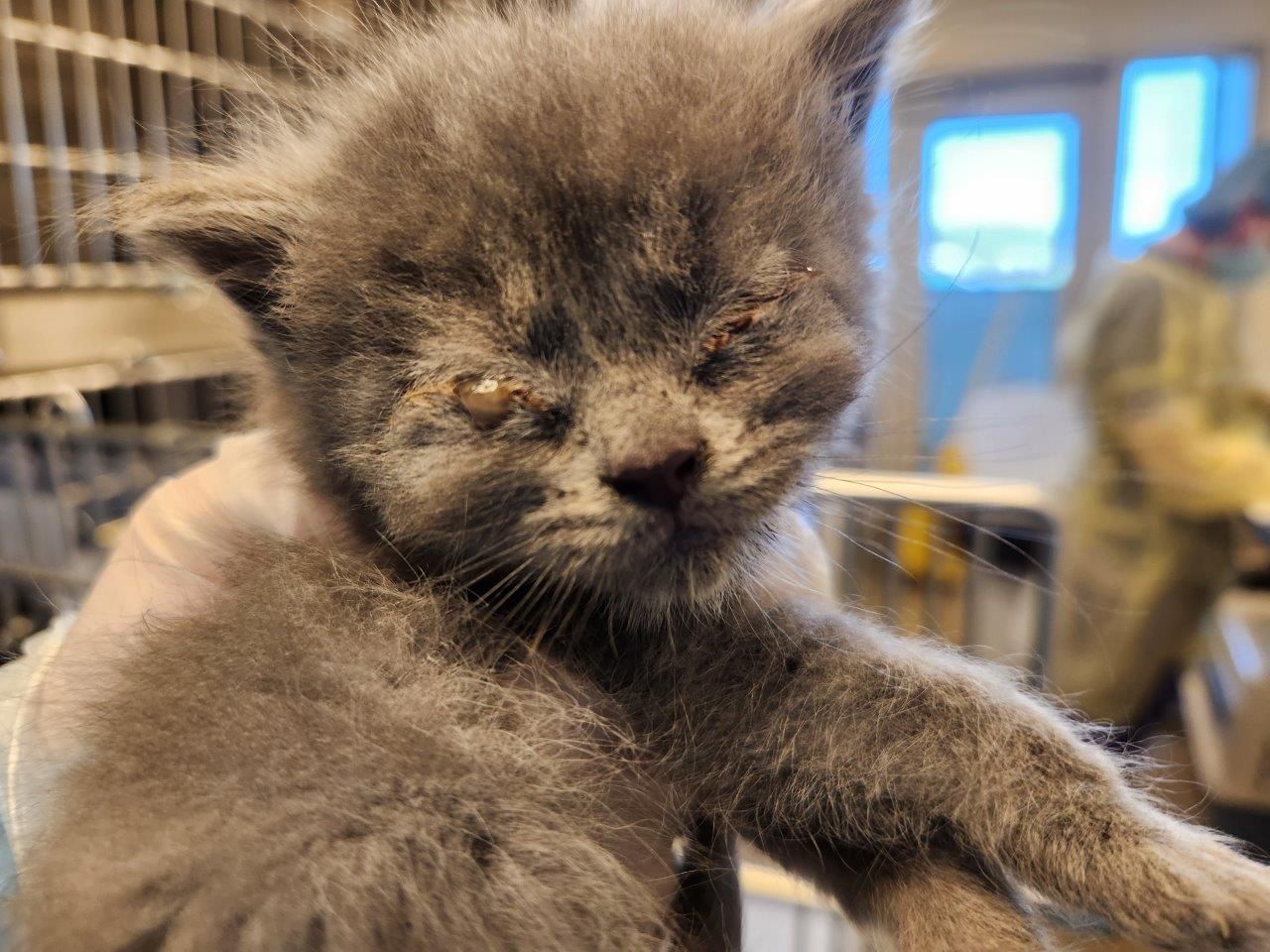 Most of the kittens and cats taken in needed some kind of care, such as this one with eye discharge. Most of the kittens and cats taken in needed some kind of care, such as this one with eye discharge.
