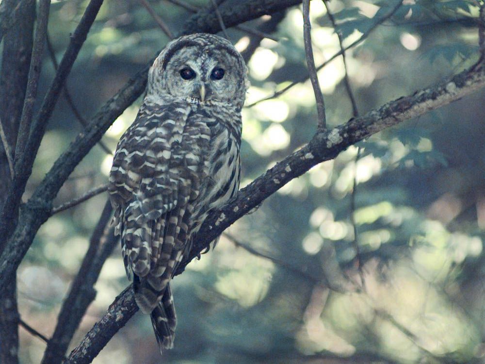 File photo of a barred owl in the Metro Vancouver area. File photo of a barred owl in the Metro Vancouver area.