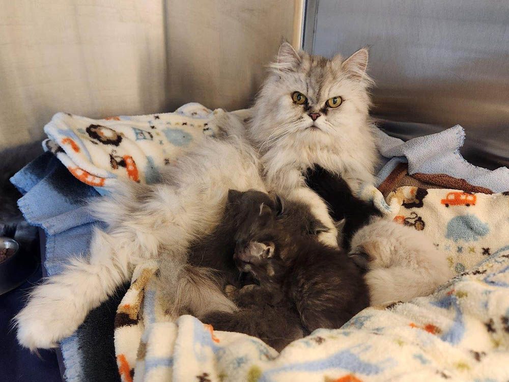 The B.C. SPCA has taken in 83 Persian cats and kittens after their owner died. Many have severe matting, are in need of spay or neuter surgery, and are all being treated for roundworm and giardia. 63 of the cats are in the Surrey animal centre and 20 went to Kamloops. The B.C. SPCA has taken in 83 Persian cats and kittens after their owner died. Many have severe matting, are in need of spay or neuter surgery, and are all being treated for roundworm and giardia. 63 of the cats are in the Surrey animal centre and 20 went to Kamloops.