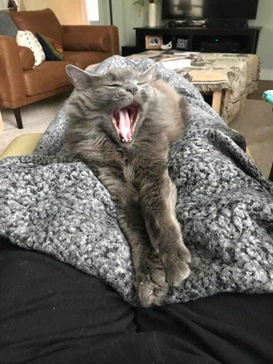 Tulip is one of three bonded pets up for adoption by My Grandfather’s Cat. Tulip is one of three bonded pets up for adoption by My Grandfather’s Cat.