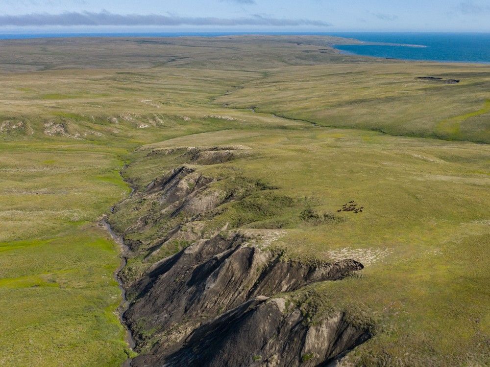 A greening tundra in the Arctic. Researchers at UBC and the University of Edinburgh are studying the affects of climate change on Arctic plants. Photo: Jeff Kerby. A greening tundra in the Arctic. Researchers at UBC and the University of Edinburgh are studying the affects of climate change on Arctic plants. Photo: Jeff Kerby.