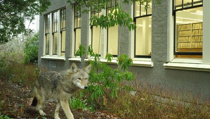   Une photo en 2022 d'un coyote en déplacement sur le campus principal de l'UBC dans le métro de Vancouver, à partir d'une caméra de sentier installée dans le cadre de la recherche sur les animaux urbains.