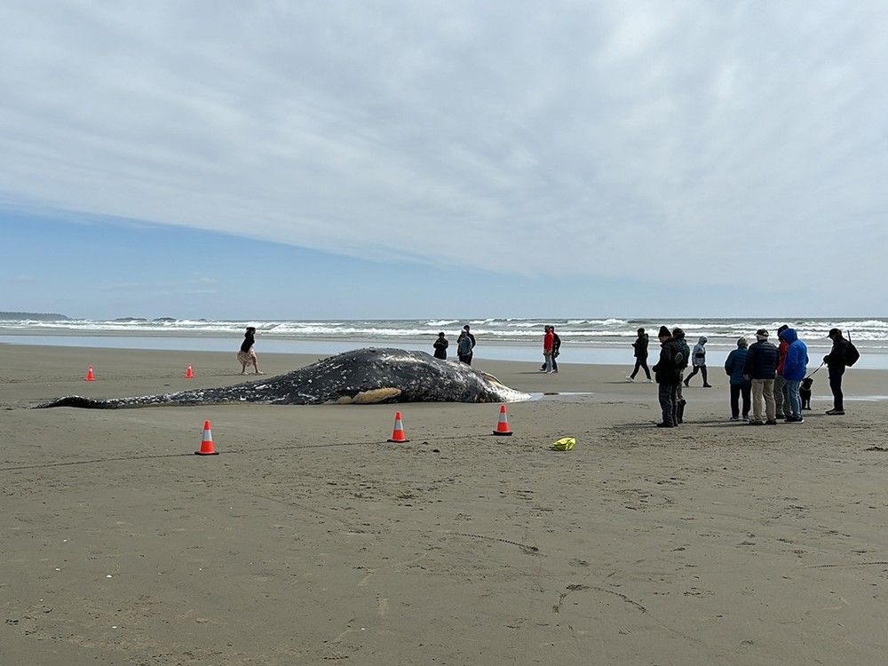 This grey whale was found dead on Long Beach near Tofino on May 6. Five days later, another washed up in the Skidegate area of Haida Gwaii. This grey whale was found dead on Long Beach near Tofino on May 6. Five days later, another washed up in the Skidegate area of Haida Gwaii.