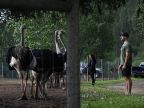 Supporters of Universal Ostrich Farms stand near ostriches at the farm's property in Edgewood, B.C., on Saturday, May 17, 2024.