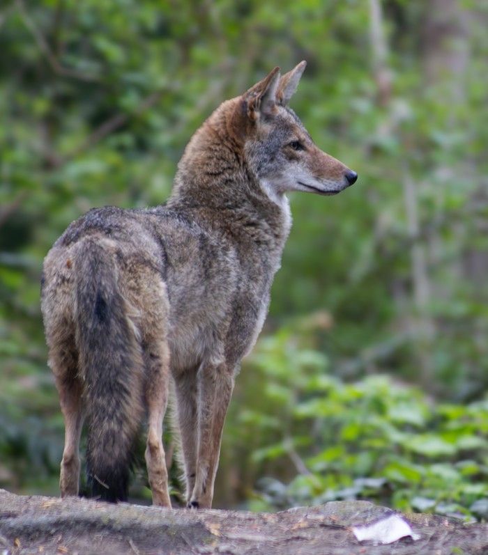   Un coyote illustré sur l'une des nombreuses cames de trail a mis en place dans le cadre de l'étude de l'UBC sur les coyotes urbains.