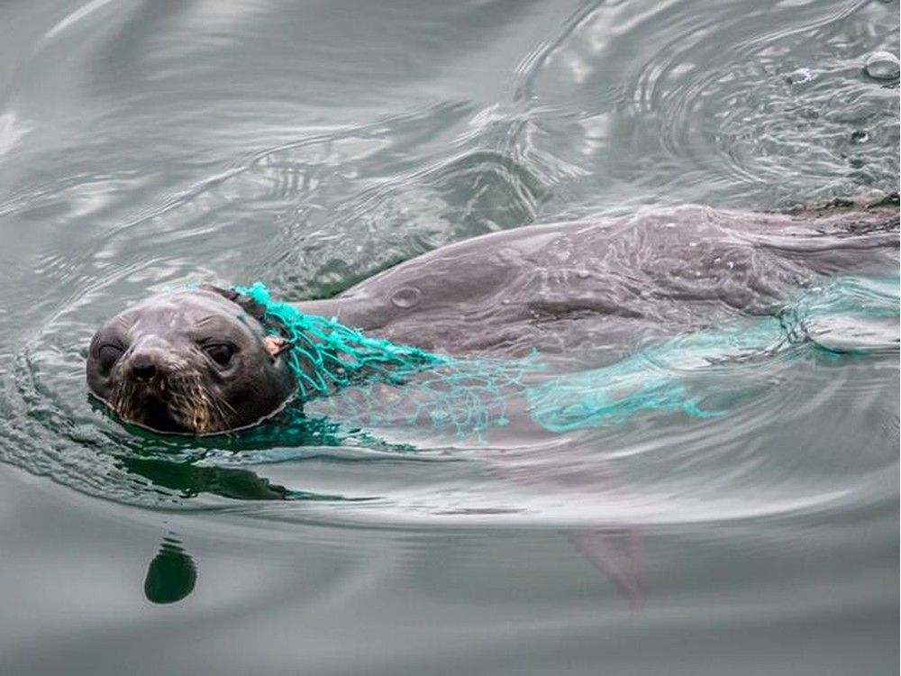 Unknown date, location – of seal with fishing net around neck. Ocean Conservancy’s Global Ghost Gear Initiative (GGGI), has partnered with local Emerald Sea Protection Society to carry out ghost gear / ghost fishing gear removal projects near Vancouver Island. Photo credit: Douglas Croft, Ocean Conservancy. Unknown date, location – of seal with fishing net around neck. Ocean Conservancy’s Global Ghost Gear Initiative (GGGI), has partnered with local Emerald Sea Protection Society to carry out ghost gear / ghost fishing gear removal projects near Vancouver Island. Photo credit: Douglas Croft, Ocean Conservancy.