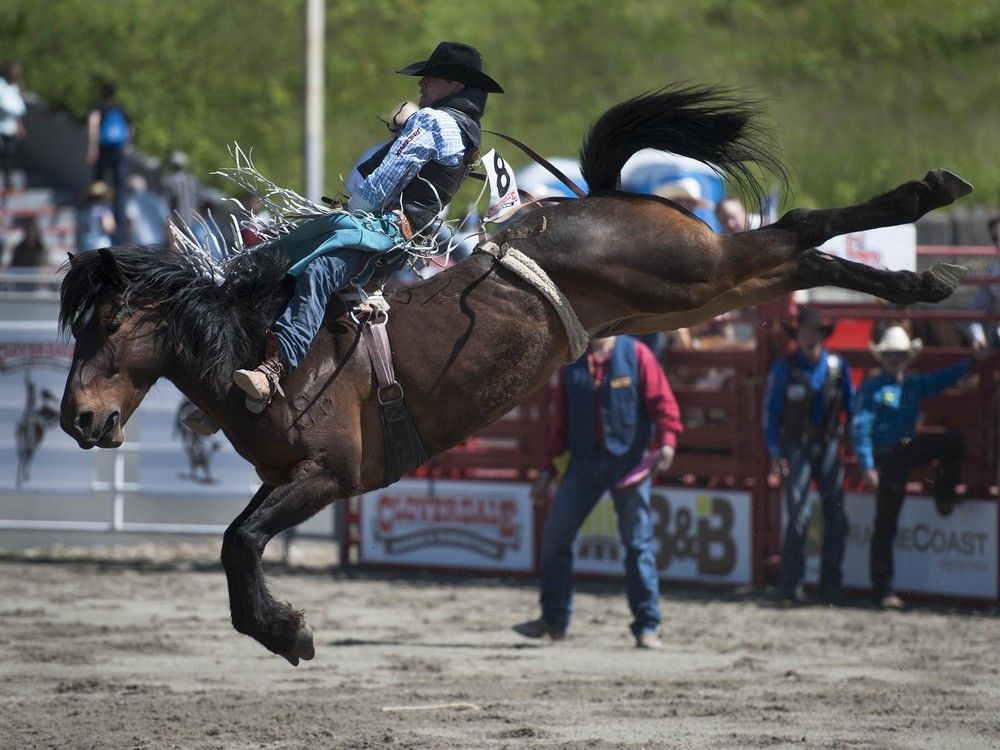 A rider competes in the bareback riding competition during the Cloverdale Rodeo. A rider competes in the bareback riding competition during the Cloverdale Rodeo.