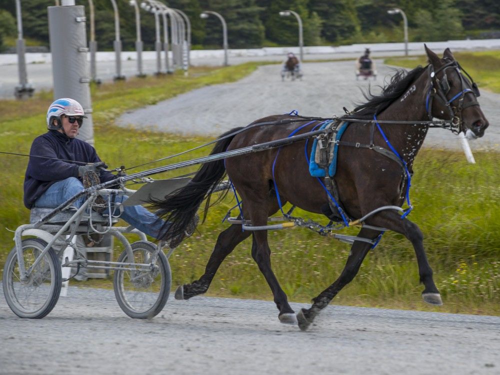 Horses are trained at Fraser Downs racetrack in Surrey. Horses are trained at Fraser Downs racetrack in Surrey.