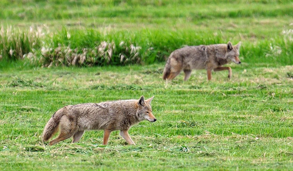 Coyotes are seen hunting near Vancouver airport in a file photo. A Postmedia staff photographer used a 400mm lens with a doubler to take this shot while keeping a healthy distance. Coyotes are seen hunting near Vancouver airport in a file photo. A Postmedia staff photographer used a 400mm lens with a doubler to take this shot while keeping a healthy distance.