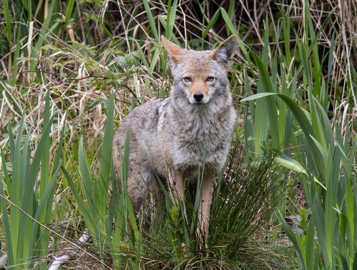   Image d'un coyote de l'un des nombreux caméras de trail installés à travers Vancouver dans le cadre d'un projet de recherche UBC.