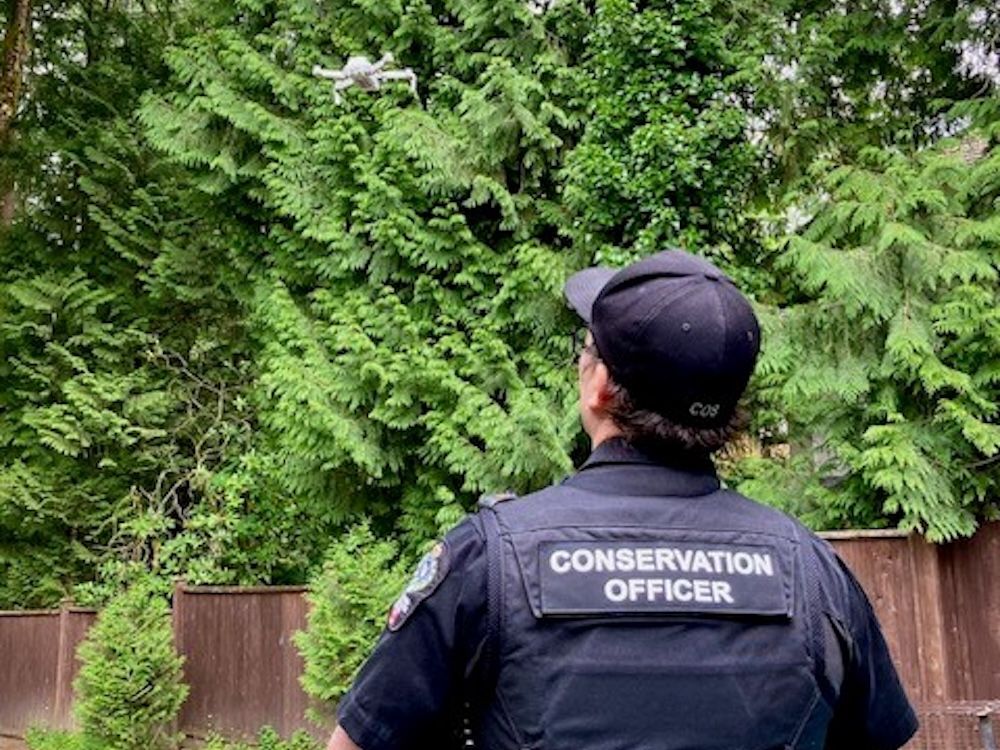 File photo: A B.C. COS member flies a drone. The service was hunting for two bear cubs who were orphaned after their mother was destroyed by RCMP after attacking a Maple Ridge woman. The two cubs have now been rescued by Critter Care Wildlife Society. File photo: A B.C. COS member flies a drone. The service was hunting for two bear cubs who were orphaned after their mother was destroyed by RCMP after attacking a Maple Ridge woman. The two cubs have now been rescued by Critter Care Wildlife Society.