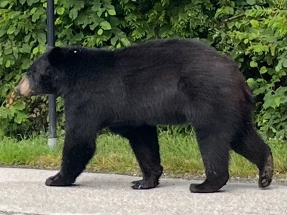 This photo shows a bear at Belcarra Regional Park in June, 2025.