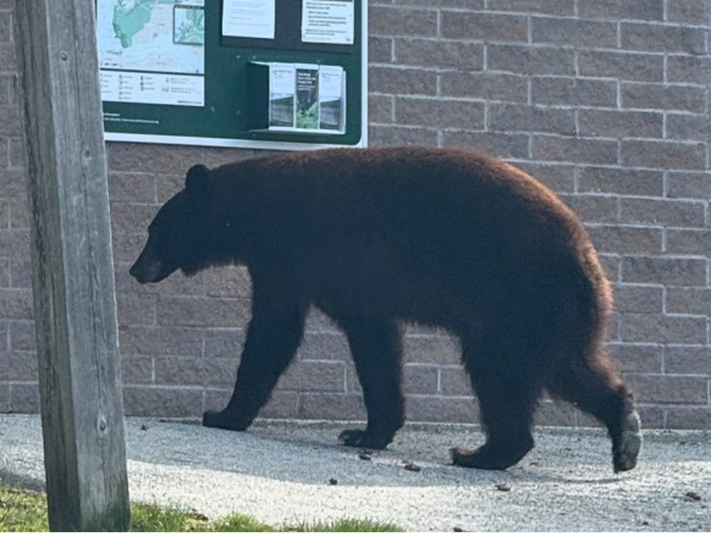  This photo shows a bear at Belcarra Regional Park in June, 2025.