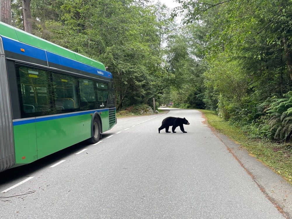  This photo shows a bear at Belcarra Regional Park in June, 2025.