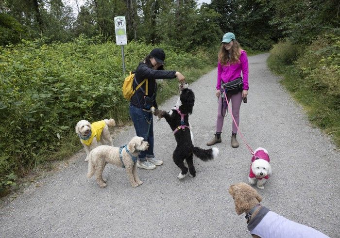 People and their dogs enjoy a walk in Everett Crowley Park in Vancouver. People and their dogs enjoy a walk in Everett Crowley Park in Vancouver.