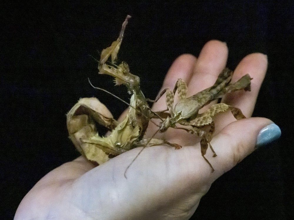 A female stick insect (left) and Larry, a rare male stick insect (right). A female stick insect (left) and Larry, a rare male stick insect (right).