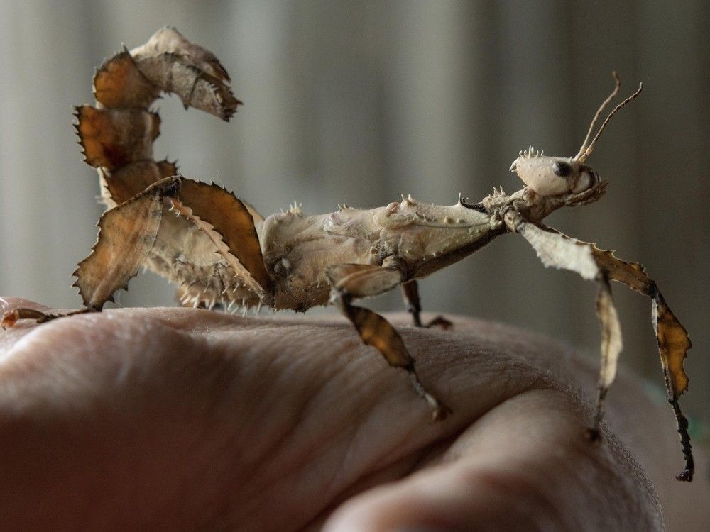 A female giant prickly stick insect held by curator Christine Olsen inside Science World on June 19, 2025. A female giant prickly stick insect held by curator Christine Olsen inside Science World on June 19, 2025.
