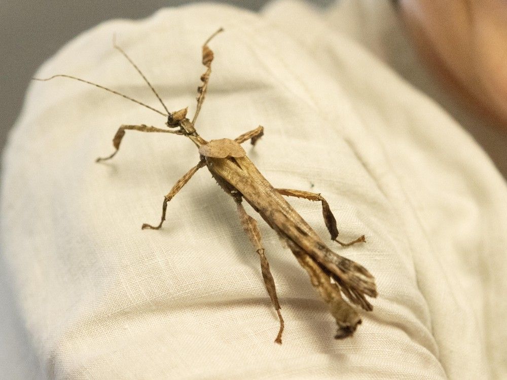 Male giant prickly stick insects like Larry have long, slender bodies and long antennae. Male giant prickly stick insects like Larry have long, slender bodies and long antennae.