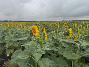 Fields of flowers and lambs at the Dyson Farm in Lincolnshire on July 2, 2025.