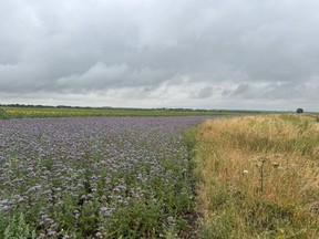 Fields of flowers and lambs at the Dyson Farm in Lincolnshire on July 2, 2025.