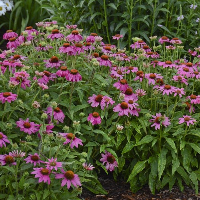  Echinacea purpurea PowWow Wild Berry by Walters Gardens