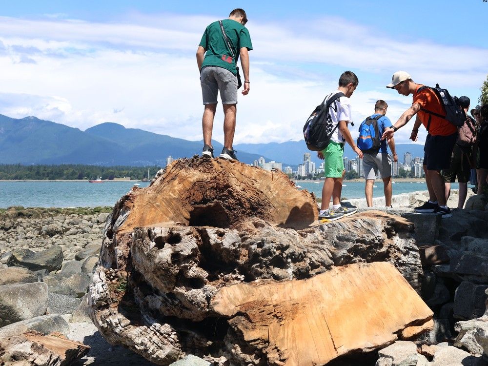 Beachgoers climb on an iconic log city staff is cutting up on Trafalgar Beach in Vancouver. Beachgoers climb on an iconic log city staff is cutting up on Trafalgar Beach in Vancouver.