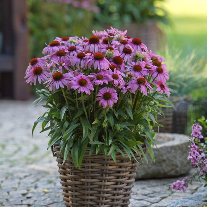  SunMagic Vintage Lavender