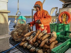A fisher with his harvest of geoduck on a fishing boat off the B.C. coast.