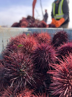 A bin full of spiky red sea urchins. Beneath those spikes is a rich, creamy roe that is considered a delicacy.