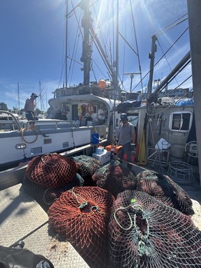 A harvest of geoduck on a fishing boat off the B.C. coast. Its sweet, crunchy texture is best enjoyed raw in sashimi and lightly stir-fried in Asian dishes.