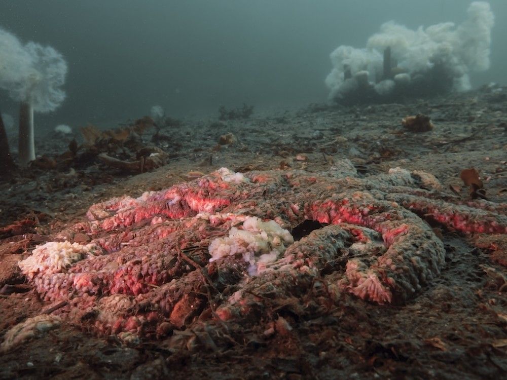  Photos show sunflower sea stars with wasting disease off Calvert Island.
